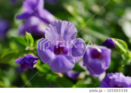 トレニア 105893336