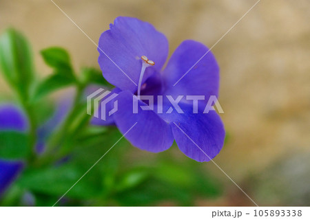 トレニア 105893338