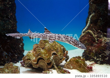 サンゴトラザメ 105893510