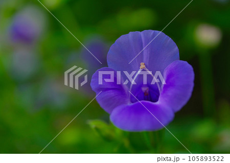 トレニア トレニア 105893522