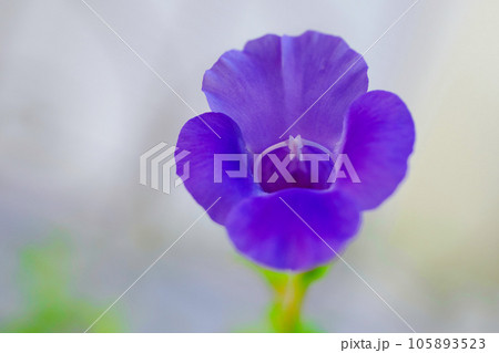 トレニア 105893523