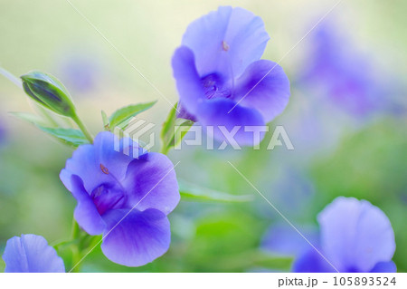 トレニア トレニア 105893524