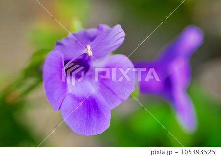 トレニア 105893525