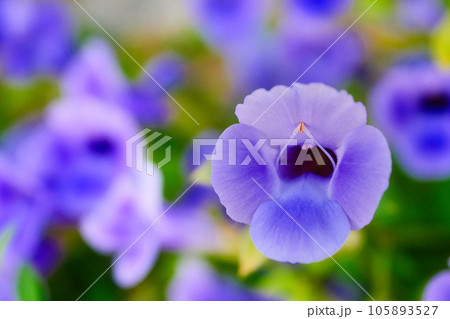 トレニア 105893527