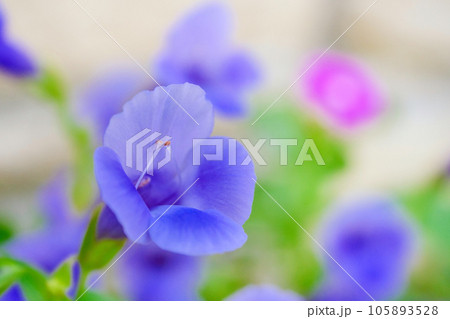 トレニア トレニア 105893528