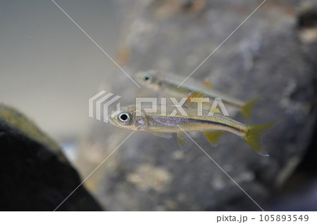 カワムツの幼魚 カワムツの幼魚 105893549