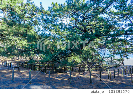 【静岡の景観】三保の松原（羽衣の松） 105893576