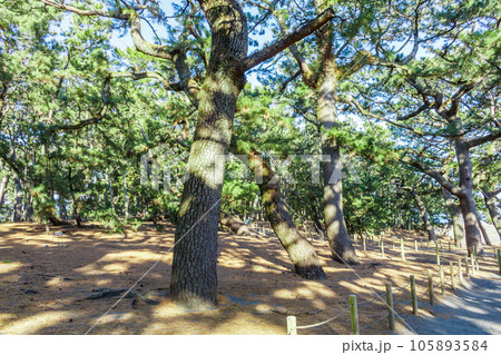 【静岡の景観】三保の松原の松林 【静岡の景観】三保の松原の松林 105893584