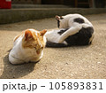 道端でくつろぐ二匹の野良猫 105893831