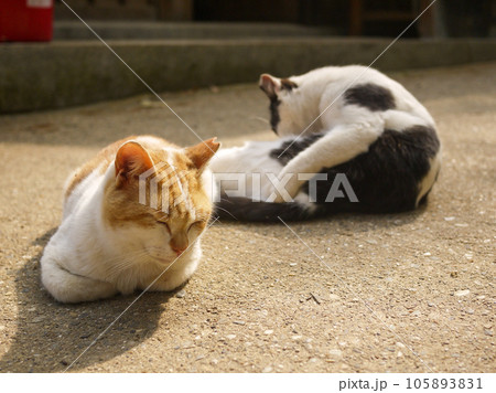 道端でくつろぐ二匹の野良猫 道端でくつろぐ二匹の野良猫 105893831
