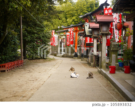 神社でくつろぐ野良猫 神社でくつろぐ野良猫 105893832