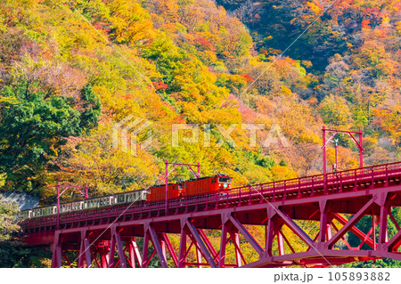 秋の黒部峡谷：新山彦橋を走るトロッコ電車 105893882