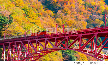 秋の黒部峡谷：新山彦橋を走るトロッコ電車 105893889
