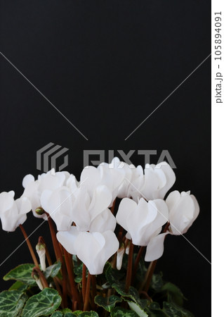 白いシクラメンのクローズアップ 【黒背景】 105894091