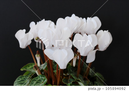 白いシクラメンのクローズアップ 【黒背景】 105894092