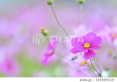 いつか見た コスモス畑 いつか見た コスモス畑 105894319