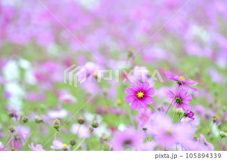 いつか見た　コスモス畑 105894339