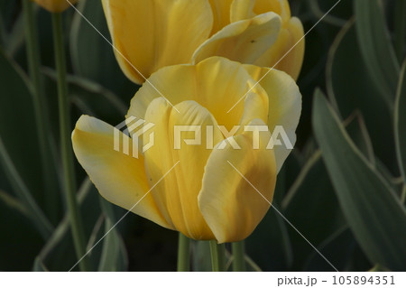 チュウリップ チュウリップ 105894351