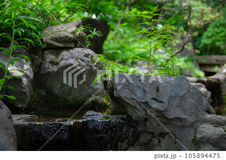 殿ヶ谷戸庭園の小川 殿ヶ谷戸庭園の小川 105894475