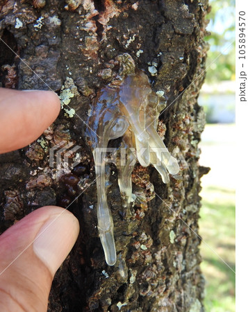 枝垂れ桜の幹から染み出した樹液(ヤニ) 枝垂れ桜の幹から染み出した樹液(ヤニ) 105894570