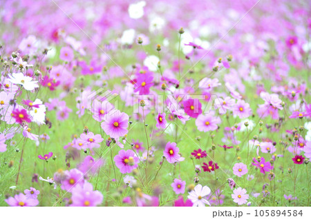 いつか見た　コスモス畑 105894584