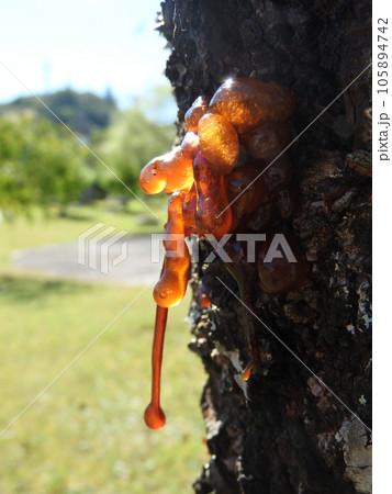 枝垂れ桜の幹から染み出した樹液(ヤニ) 枝垂れ桜の幹から染み出した樹液(ヤニ) 105894742