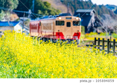 早春の小湊鉄道　菜の花と気動車　～月崎駅付近～ 105894859