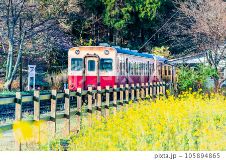 早春の小湊鉄道　菜の花と気動車　～月崎駅～ 105894865
