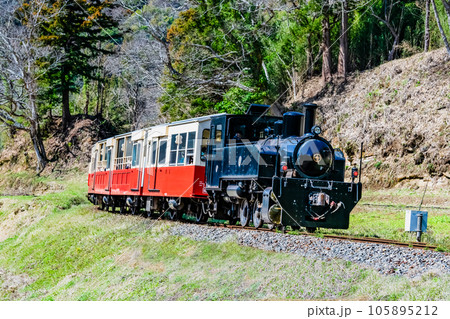 早春の小湊鉄道　菜の花と里山トロッコ　～上総大久保駅付近～ 105895212