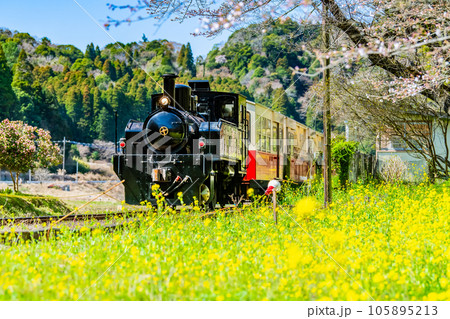 早春の小湊鉄道　菜の花と里山トロッコ　～上総大久保駅～ 105895213