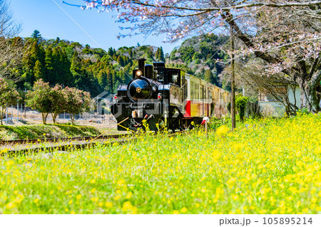 早春の小湊鉄道　菜の花と里山トロッコ　～上総大久保駅～ 105895214