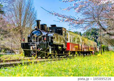 早春の小湊鉄道 菜の花と里山トロッコ ～上総大久保駅～の写真素材 [105895216] - PIXTA