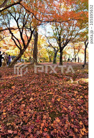 京都の紅葉スポットで散策 京都の紅葉スポットで散策 105895632