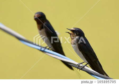 ツバメ swallow / Japan 105895705