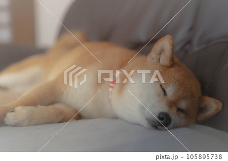 昼寝する柴犬 昼寝する柴犬 105895738