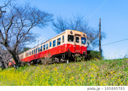 早春の小湊鉄道　菜の花と気動車　～飯給駅～ 105895783
