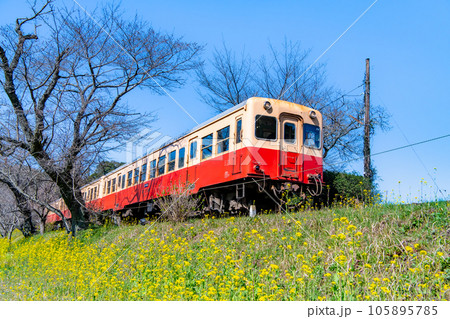 早春の小湊鉄道 菜の花と気動車 ～飯給駅～の写真素材 [105895785] - PIXTA