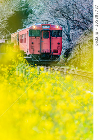 早春の小湊鉄道　菜の花と気動車　～飯給駅付近～ 105895787