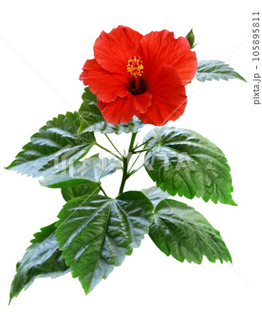 赤いハイビスカスの花。透過画像・PNG 105895811