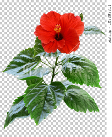 赤いハイビスカスの花。透過画像・PNG 105895811
