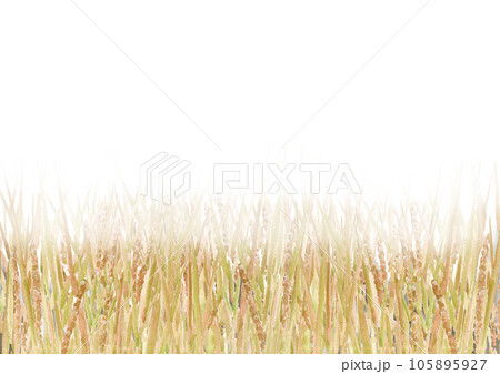水彩で描いた黄金色に実った稲穂の背景フレーム素材 水彩で描いた黄金色に実った稲穂の背景フレーム素材 105895927