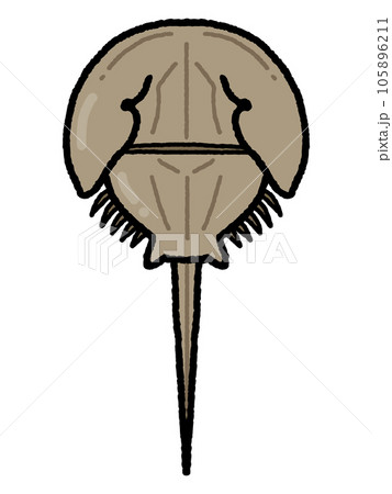 カブトガニ 105896211