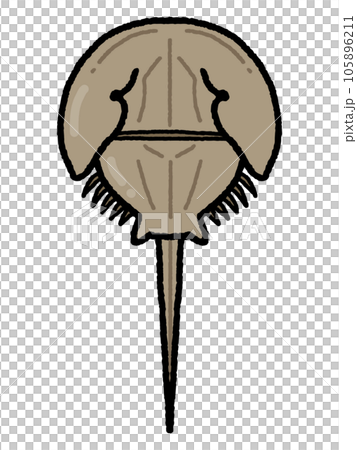Horseshoe crab 105896211