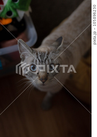 見つめる猫 見つめる猫 105896230