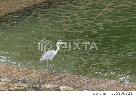飛騨高山宮川で魚を捕まえるアオサギ 105896822