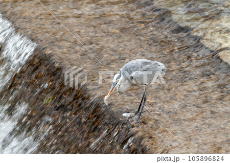 飛騨高山宮川で魚を捕まえるアオサギ 飛騨高山宮川で魚を捕まえるアオサギ 105896824