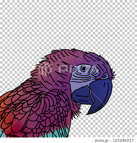 vector illustration of the bird vector illustration of the bird 105896937