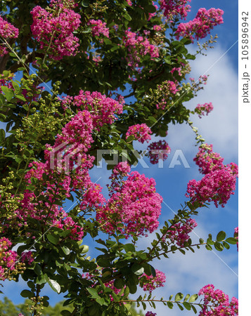 赤色の鮮やかな百日紅の花 赤色の鮮やかな百日紅の花 105896942