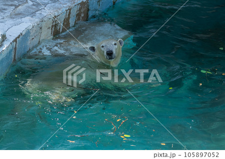ホッキョクグマ 天王寺動物園 ホッキョクグマ 天王寺動物園 105897052