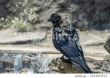 カラス（ハシボソガラス） 105897053